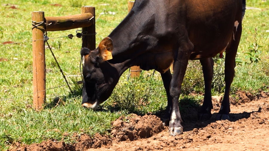 0 Bedroom Property for Sale in Stutterheim Rural Eastern Cape